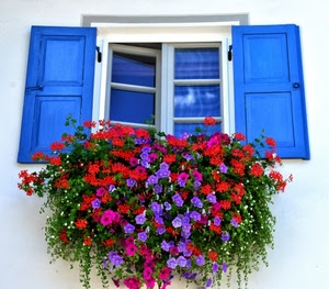 finestra, fiori, blu, rosso, vetri, imposte, azzurro, ante, pianta